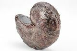 Red, Iridescent Hoploscaphites Ammonite Fossil - Montana #209664-2